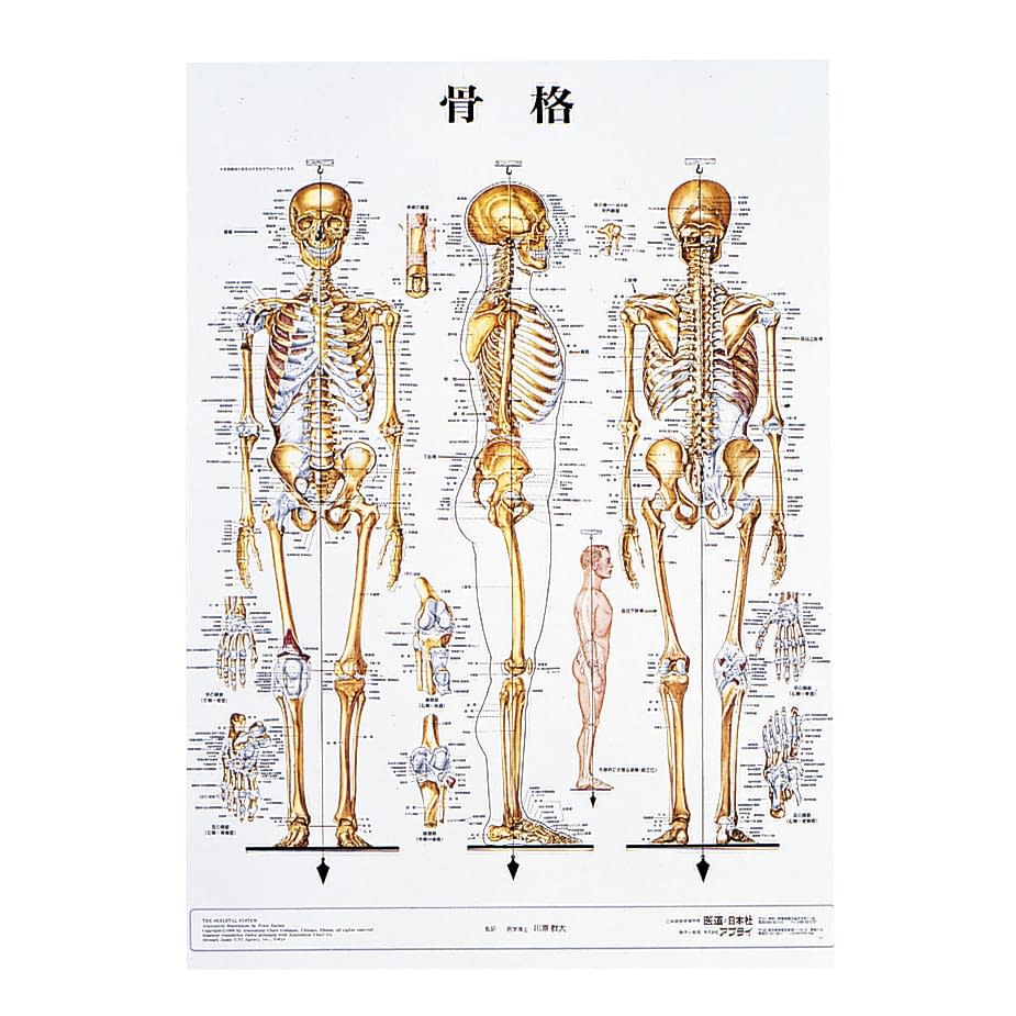 人体解剖学チャート（ポスターサイズ） ﾗﾐﾈｰﾄﾊﾞﾝ 足と足首Ｓ足と足首【アプライ】FALSE(11-2230-00-10)