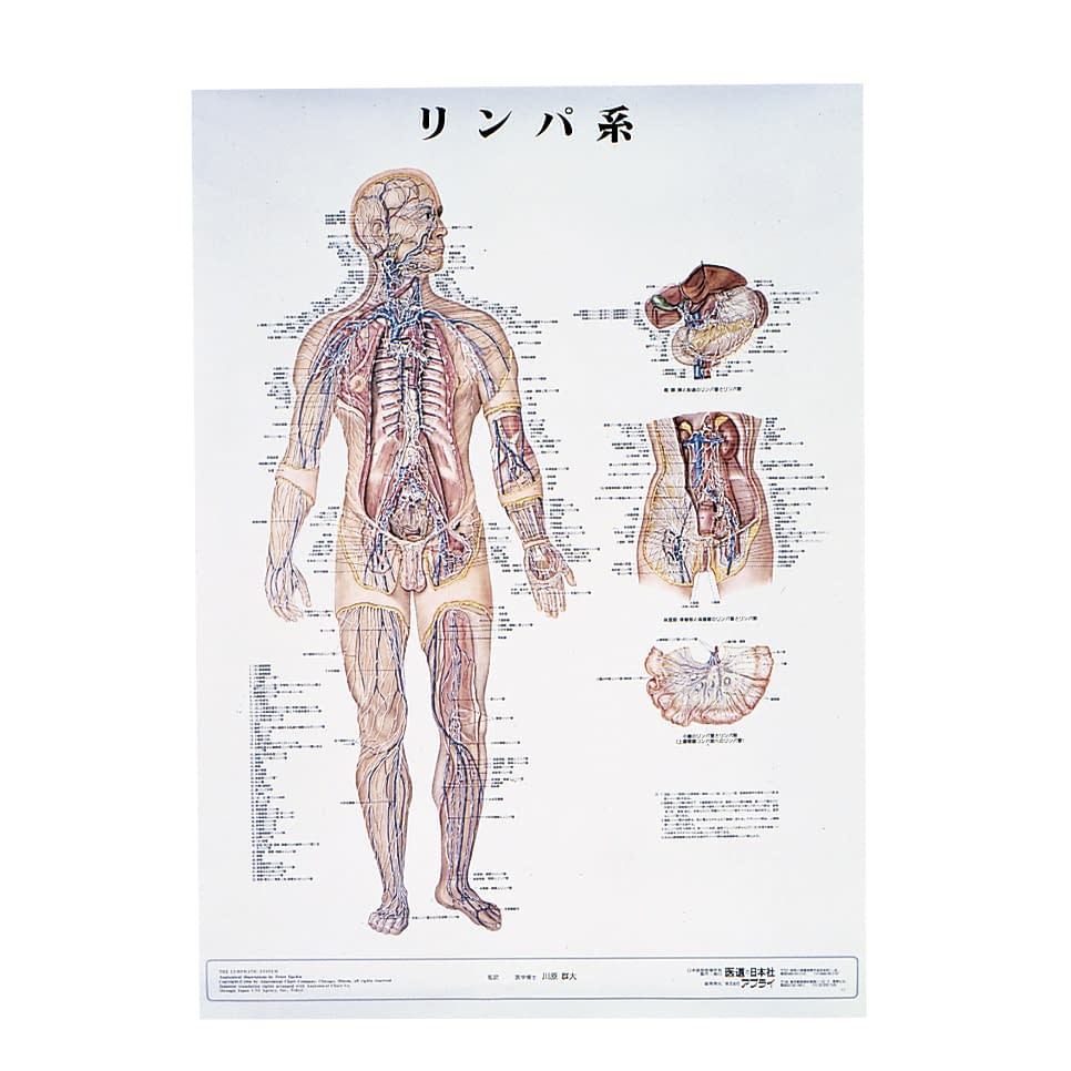 人体解剖学チャート(ポスターサイズ) ポスターサイズ・ラミネート版 11-2230-0016 リンパ系M アプライ ラミネートバン