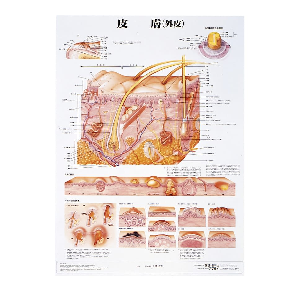 人体解剖学チャート(ポスターサイズ) ポスターサイズ・ラミネート版 11-2230-0021 皮膚S アプライ ラミネートバン
