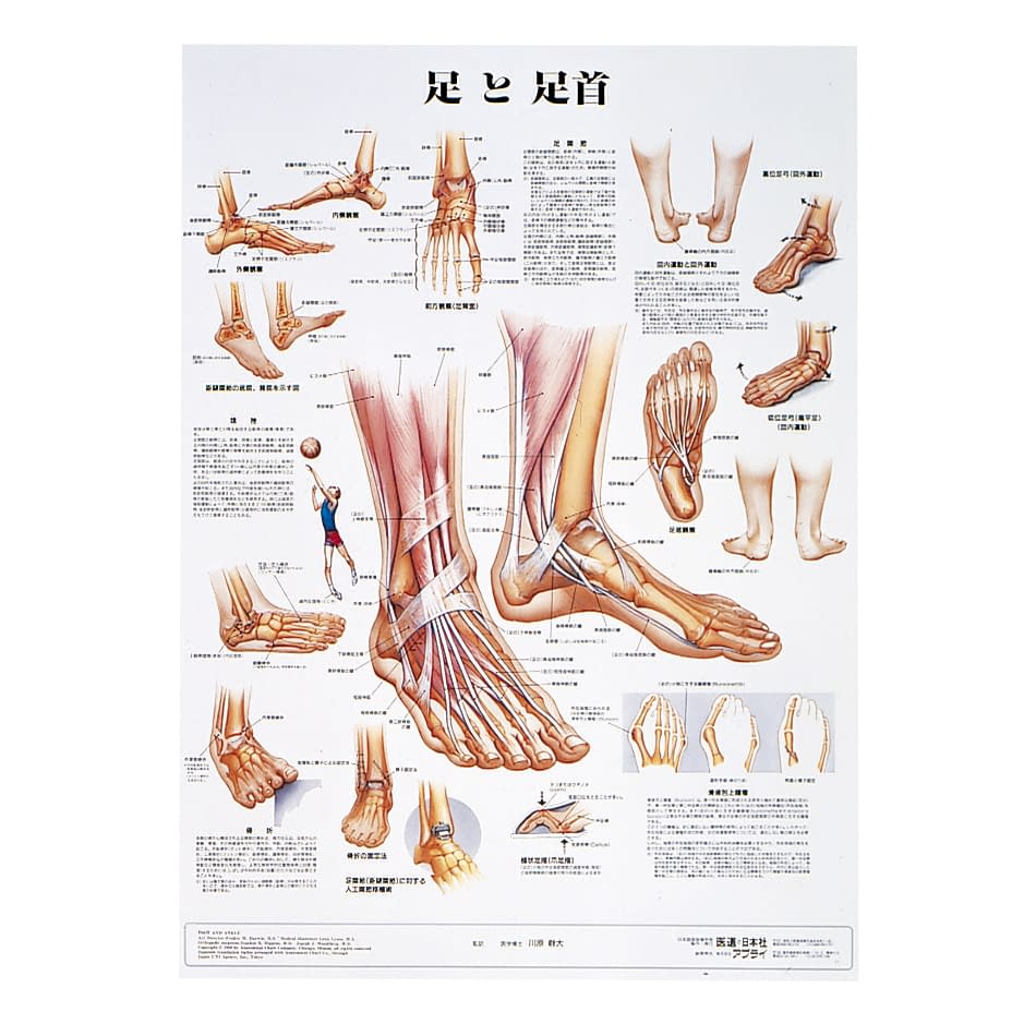 人体解剖学チャート(ポスターサイズ) ポスターサイズ・ラミネート版 11-2230-0026 足と足首S アプライ ラミネートバン