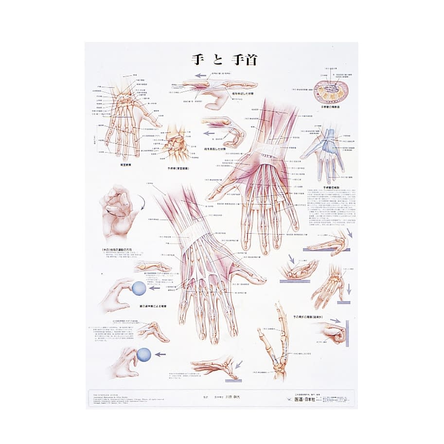 人体解剖学チャート(ポスターサイズ) ポスターサイズ・ラミネート版 11-2230-0027 手と手首S アプライ ラミネートバン
