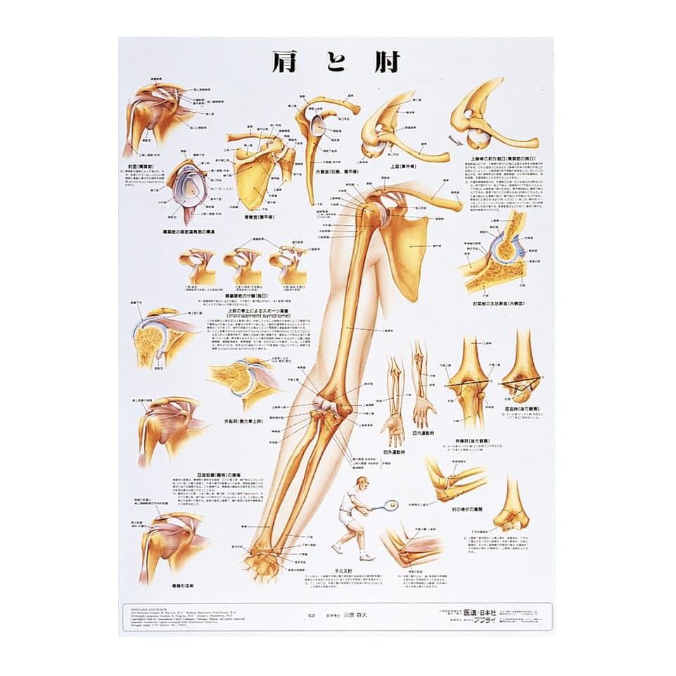 人体解剖学チャート(ポスターサイズ) ポスターサイズ・ラミネート版 11-2230-0029 肩と肘S アプライ ラミネートバン