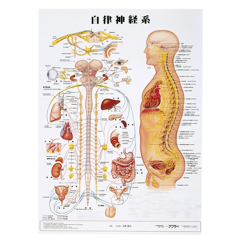 人体解剖学チャート(ポスターサイズ) ポスターサイズ・ラミネート版 11-2230-0036 自律神経系S アプライ ラミネートバン