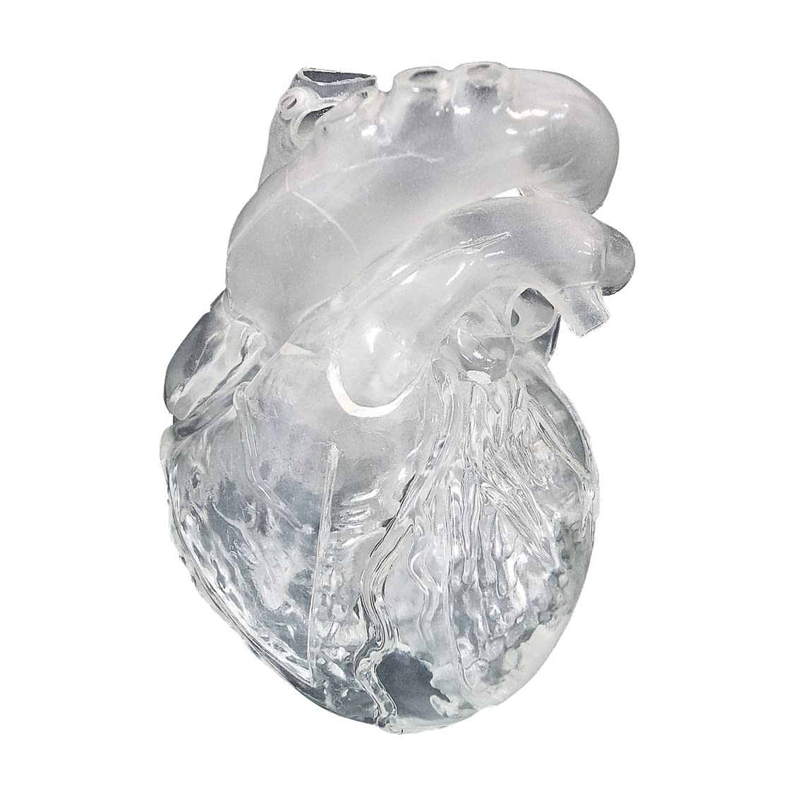 CardioModelEV(成人正常 透明 24-7808-01 クロスメディカル XC-04T(トウメイ)