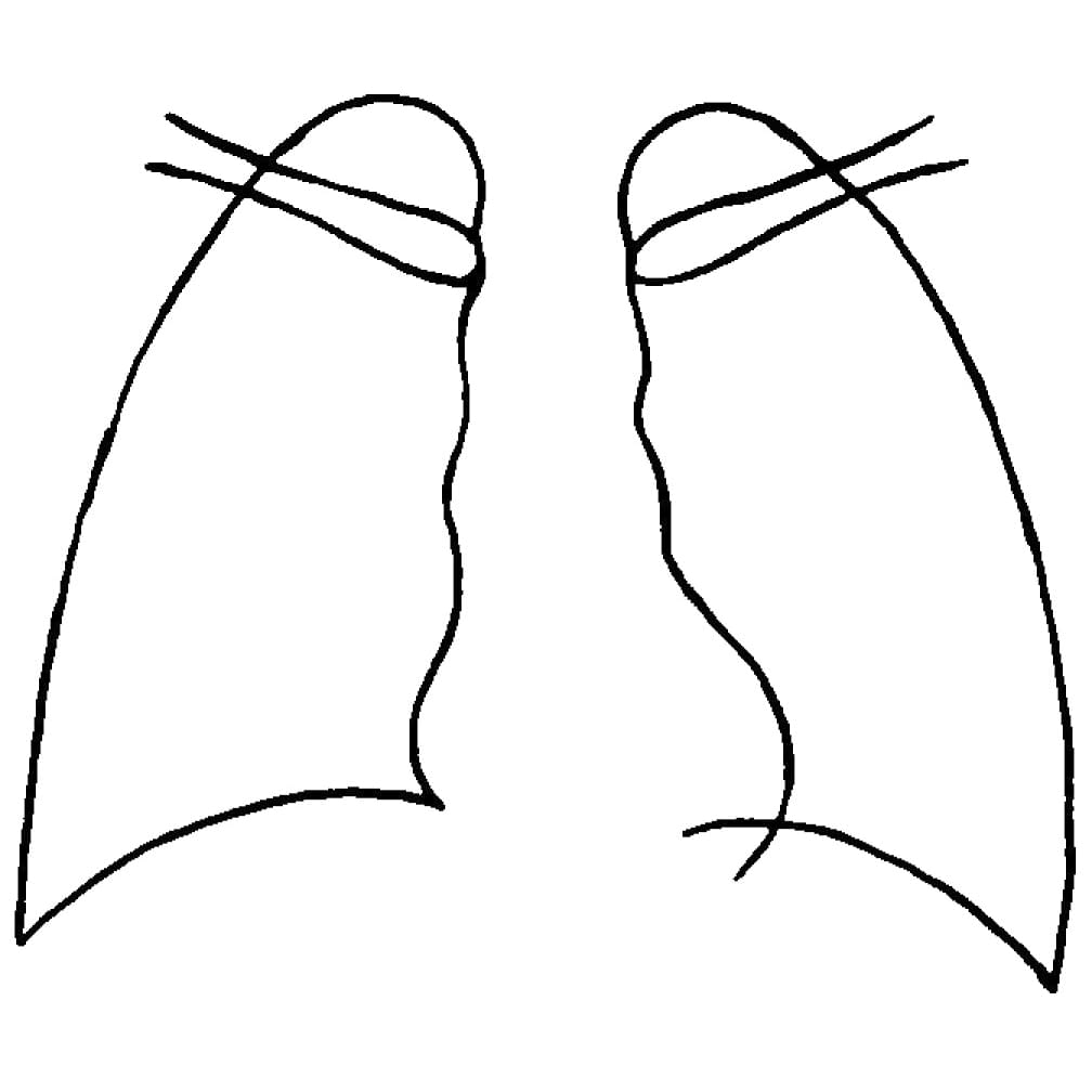 (24-3050-00)人体図型ゴム印（肺） 06402 ｼﾞﾝﾀｲｽﾞｹｲｺﾞﾑｲﾝ(ﾊｲ)【1個単位】【2019年カタログ商品】