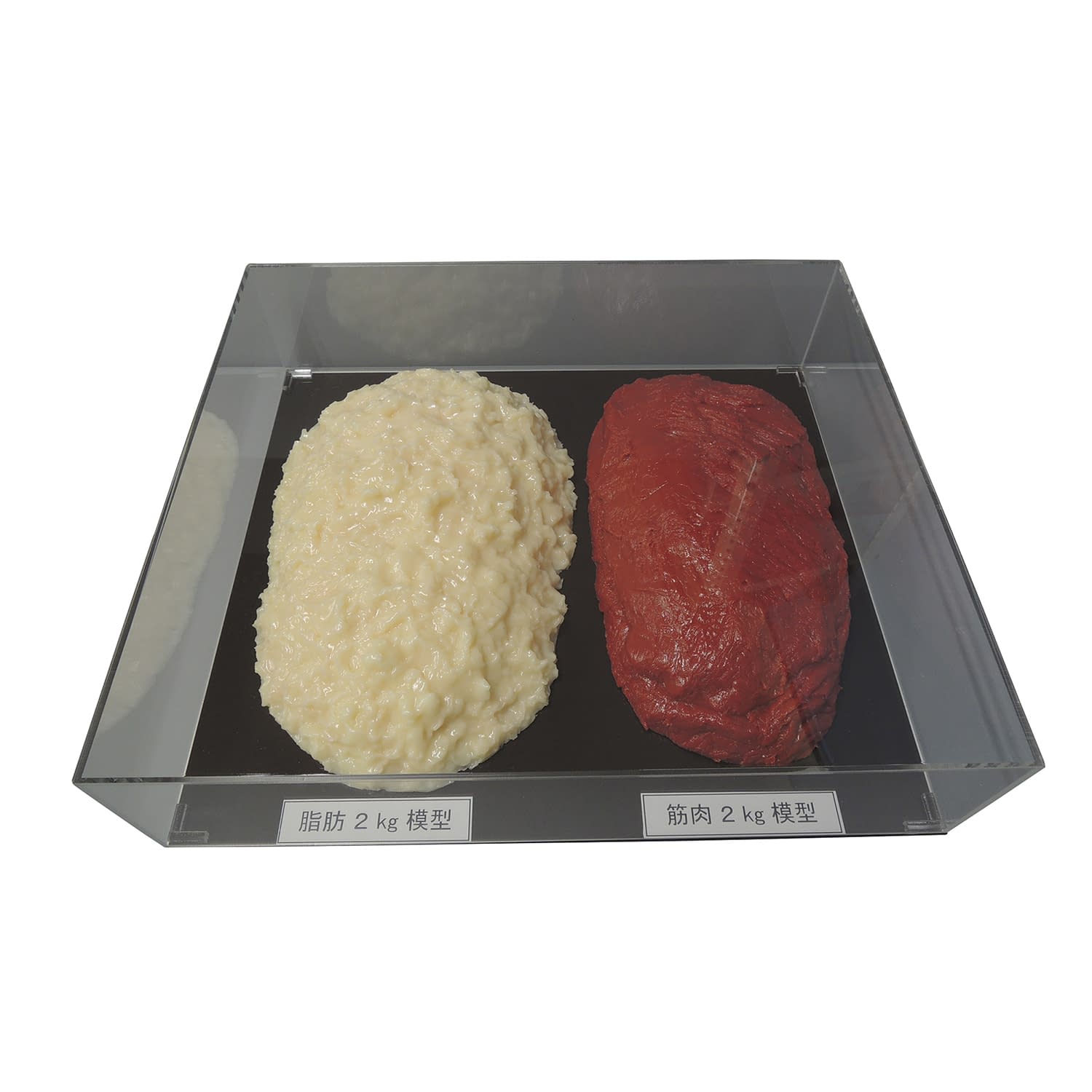 脂肪/筋肉対比セット(2Kg) 各2kg 24-8265-02 イワイサンプル SKT-020(アクリルケースツキ)