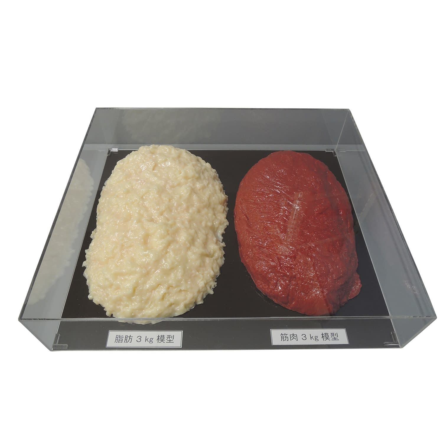 脂肪/筋肉対比セット(3Kg) 各3kg 24-8265-03 イワイサンプル SKT-030(アクリルケースツキ)