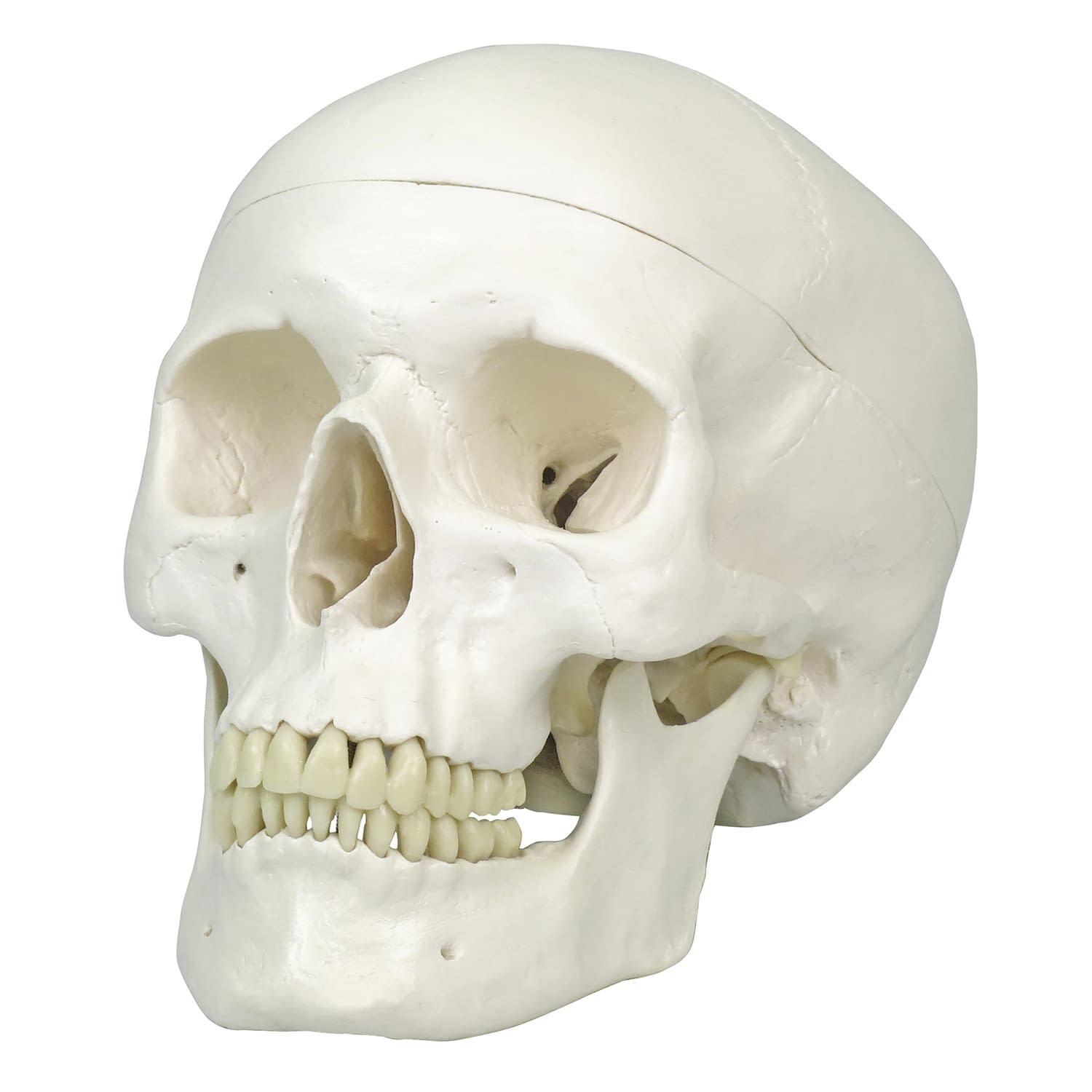 標準型頭蓋モデル 11-2020-00 日本スリービー・サイエンティフィック A20 (20X13.5X15.5CM)