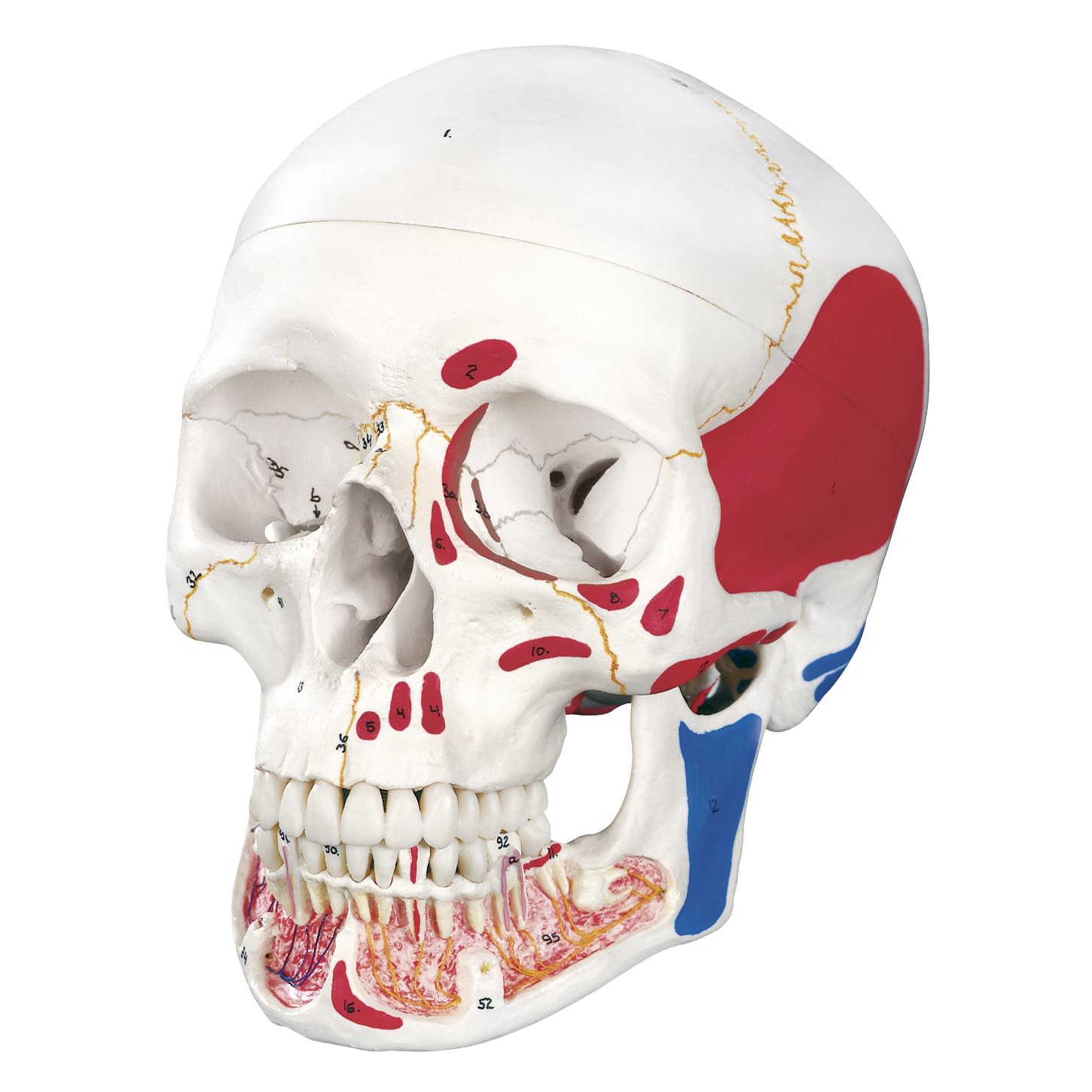 頭蓋・下顎開放型 3分解モデル 11-2030-01 日本スリービー・サイエンティフィック A22/1 20X13.5X15.5CM