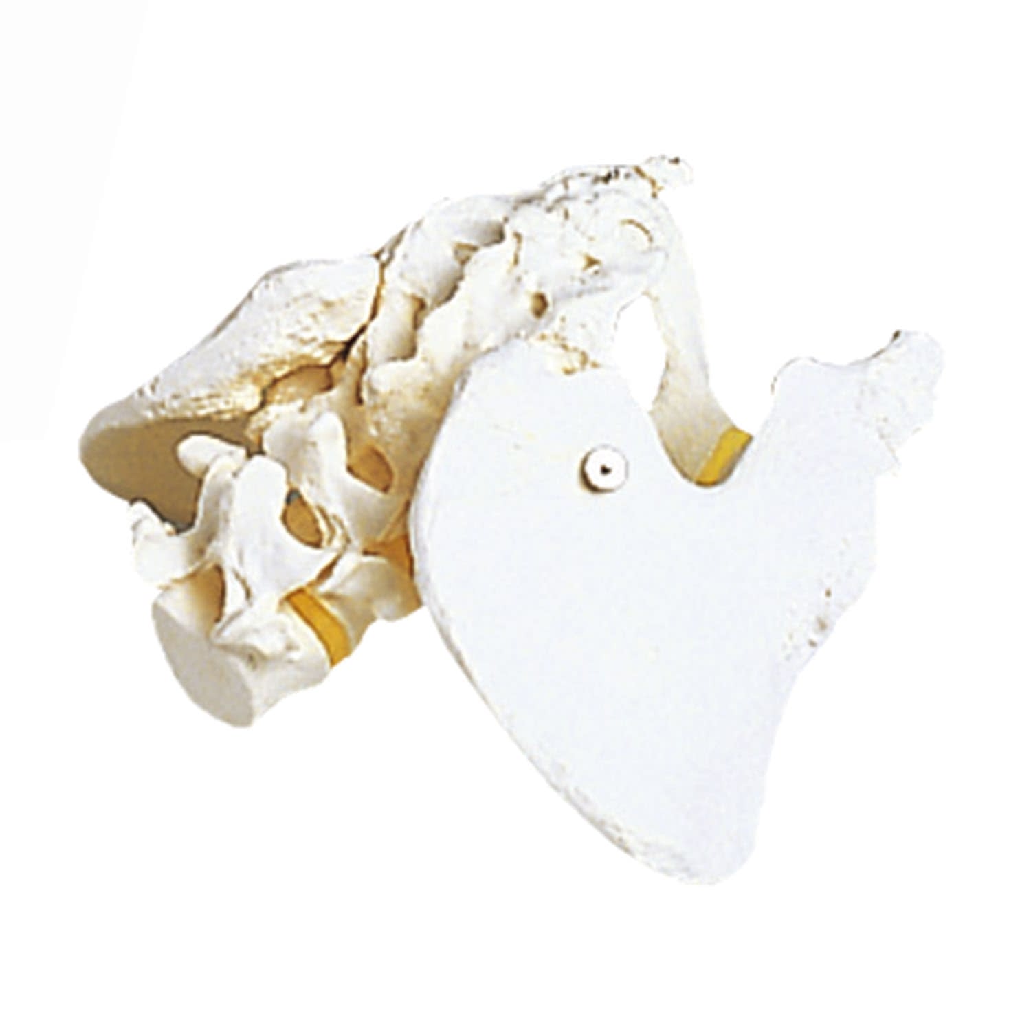 (11-2195-00)骨盤モデル（女性） A61(19X25X24CM) ｺﾂﾊﾞﾝﾓﾃﾞﾙ(京都科学)【1台単位】【2019年カタログ商品】