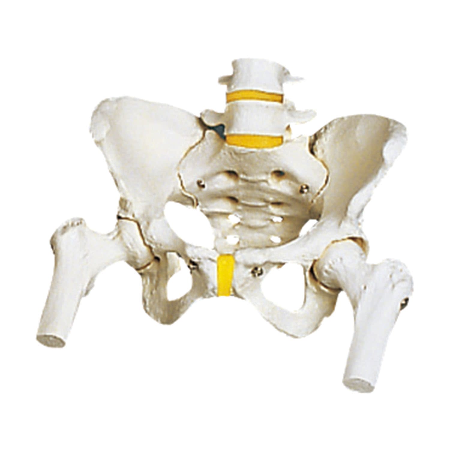 (11-2195-01)骨盤モデル（女性・大腿骨付） A62(30X30X20CM) ｺﾂﾊﾞﾝﾓﾃﾞﾙ(京都科学)【1台単位】【2019年カタログ商品】