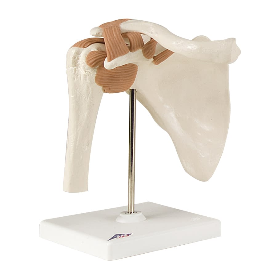 肩関節モデル(台付) 11-2050-00 日本スリービー・サイエンティフィック A80 (16X12X20CM)