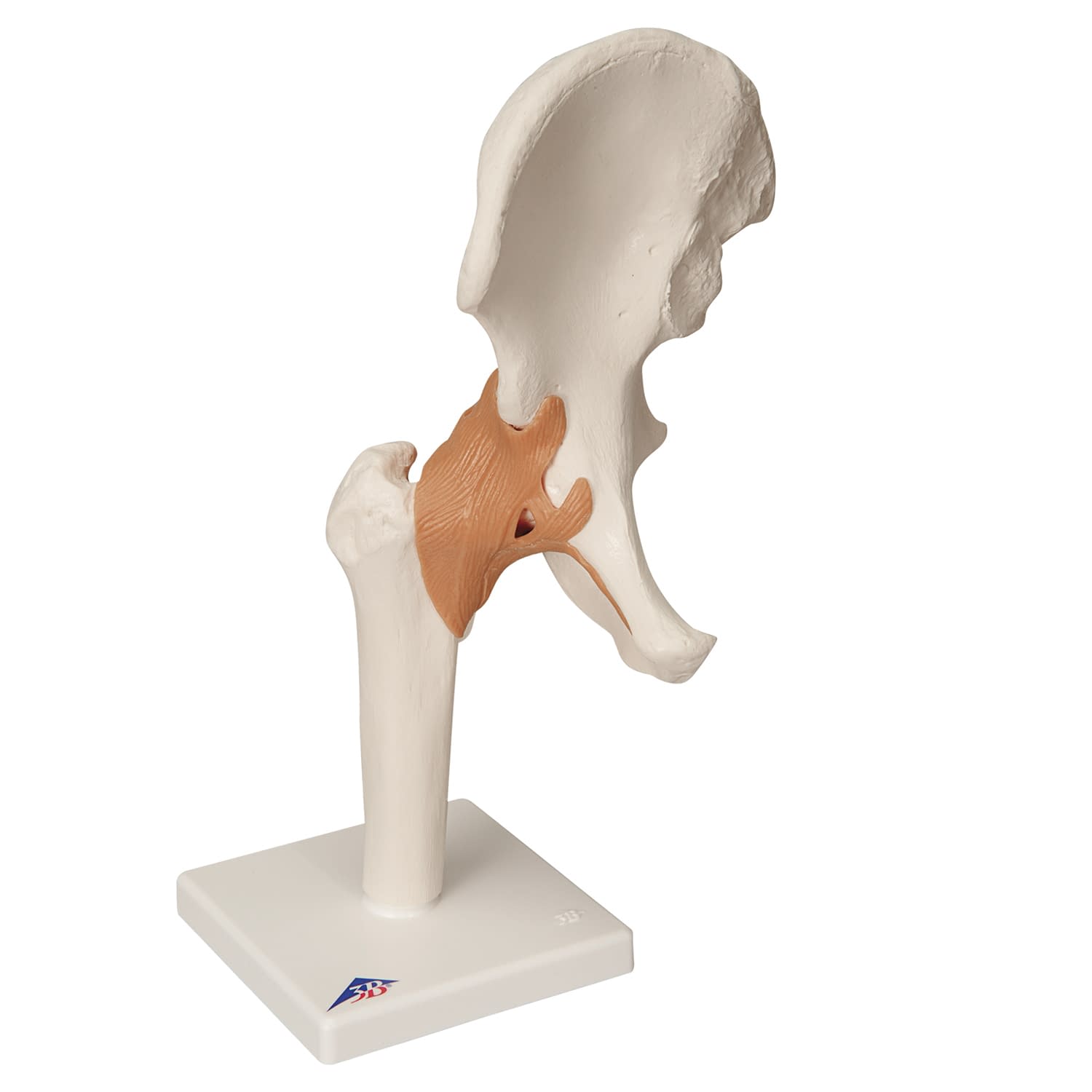 股関節モデル(台付) 11-2050-01 日本スリービー・サイエンティフィック A81(17X12X33CM)