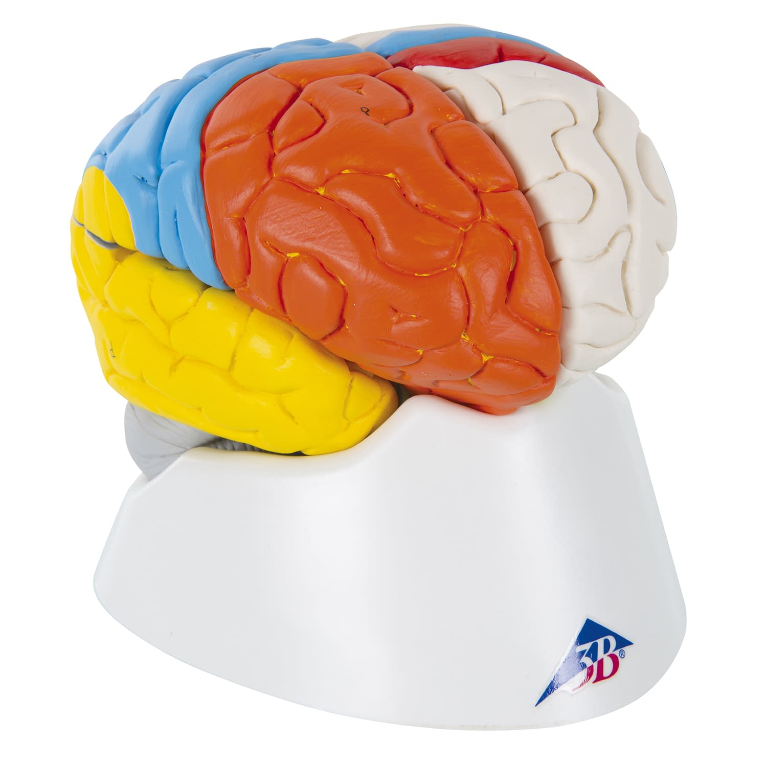 脳8分解神経学モデル 11-2091-00 日本スリービー・サイエンティフィック C22 (14X14X17.5CM)