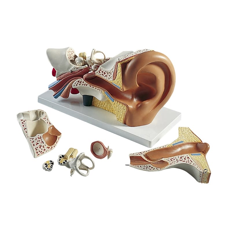 平衡聴覚器モデル(標準型) 11-2120-00 日本スリービー・サイエンティフィック E10 (34X16X19CM)