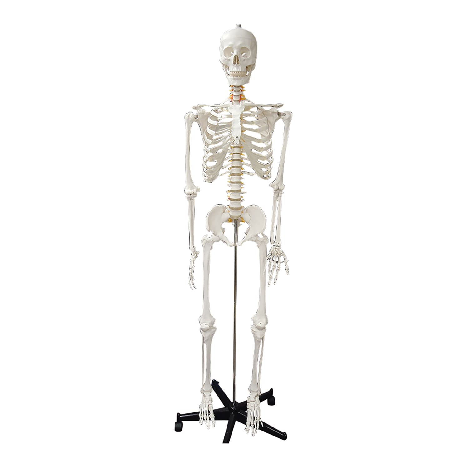 全身骨格等身大 脊髄椎骨動脈付モデル 教材模型 25-5542-00 大阪人体模型センター