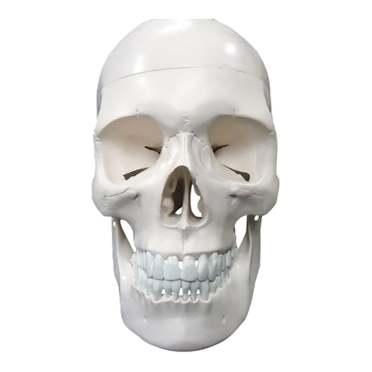 頭蓋骨 実物大 精密模型 教材模型 25-5540-00 大阪人体模型センター