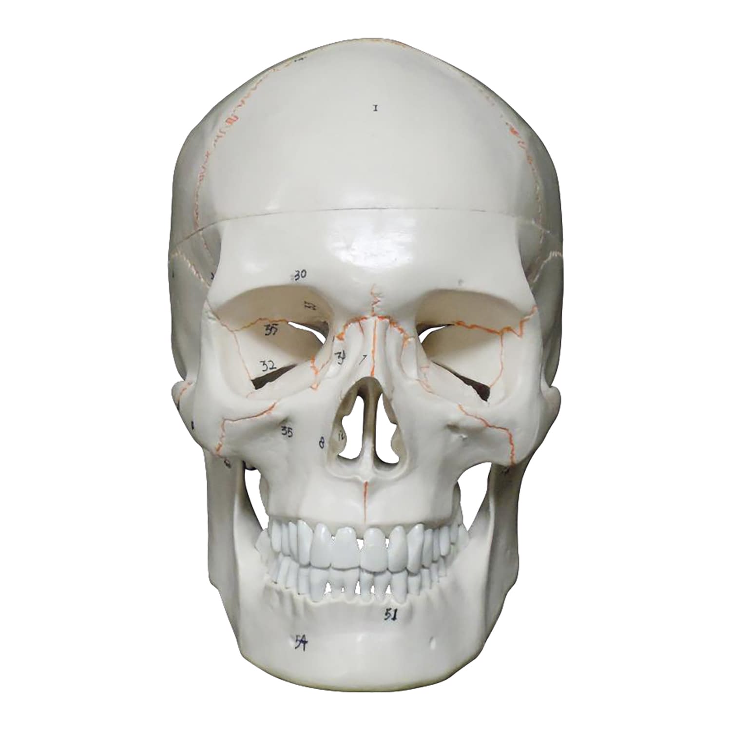 頭蓋骨 詳細解説モデル 教材模型 25-5541-00 大阪人体模型センター