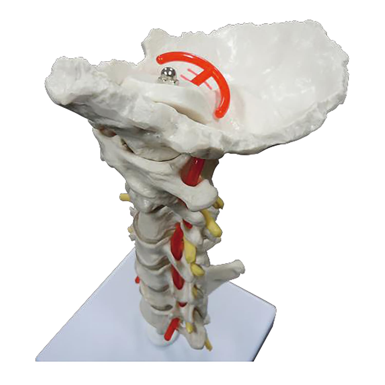頸椎模型 椎骨動脈・脊髄付きモデル 教材模型 25-5546-00 大阪人体模型センター