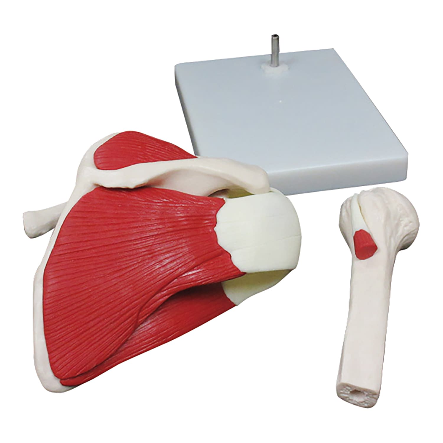 肩関節骨格筋肉模型 教材模型 25-5555-00 大阪人体模型センター