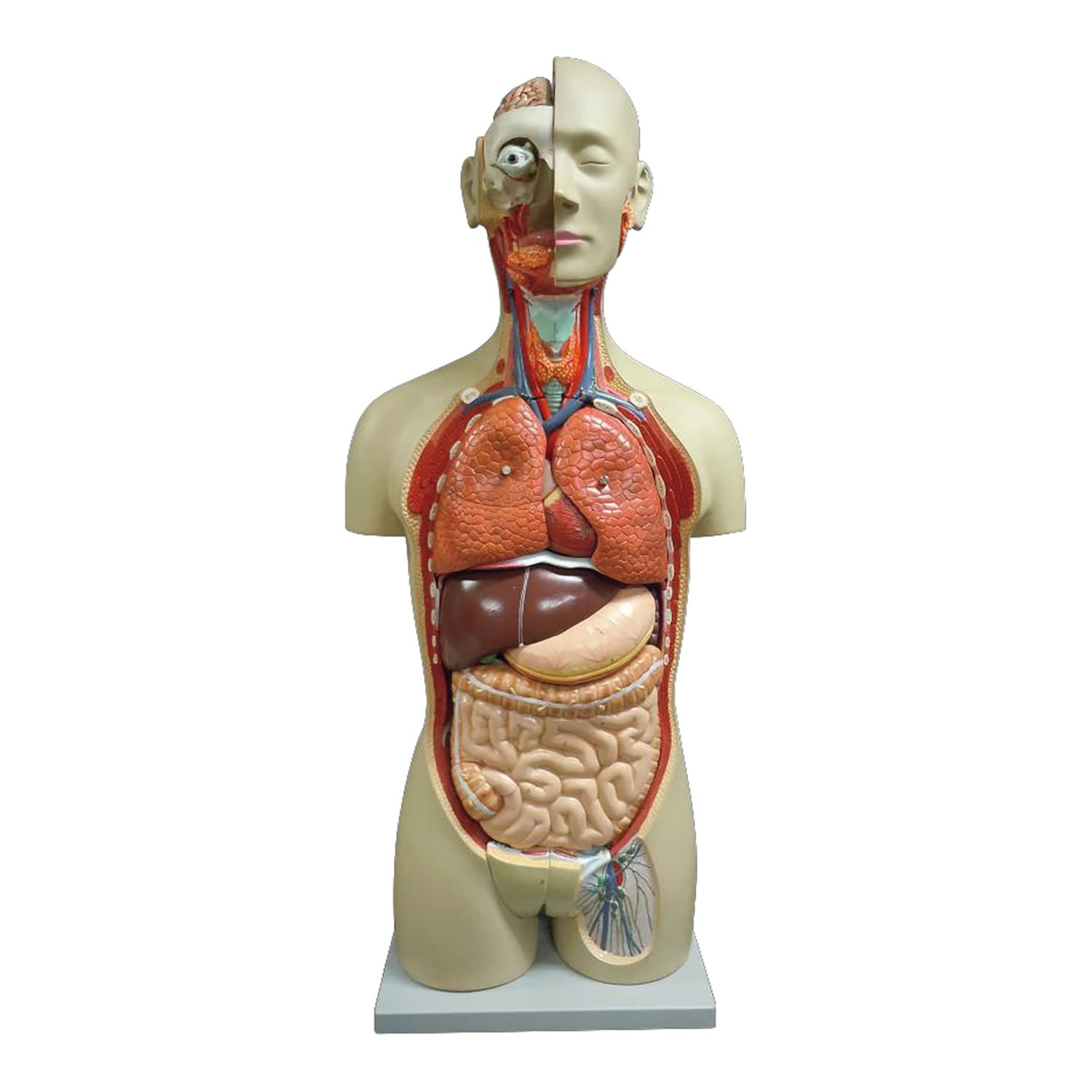 等身大全身内臓トルソー27分解モデル 教材模型 25-5544-00 大阪人体模型センター アルティメットEX