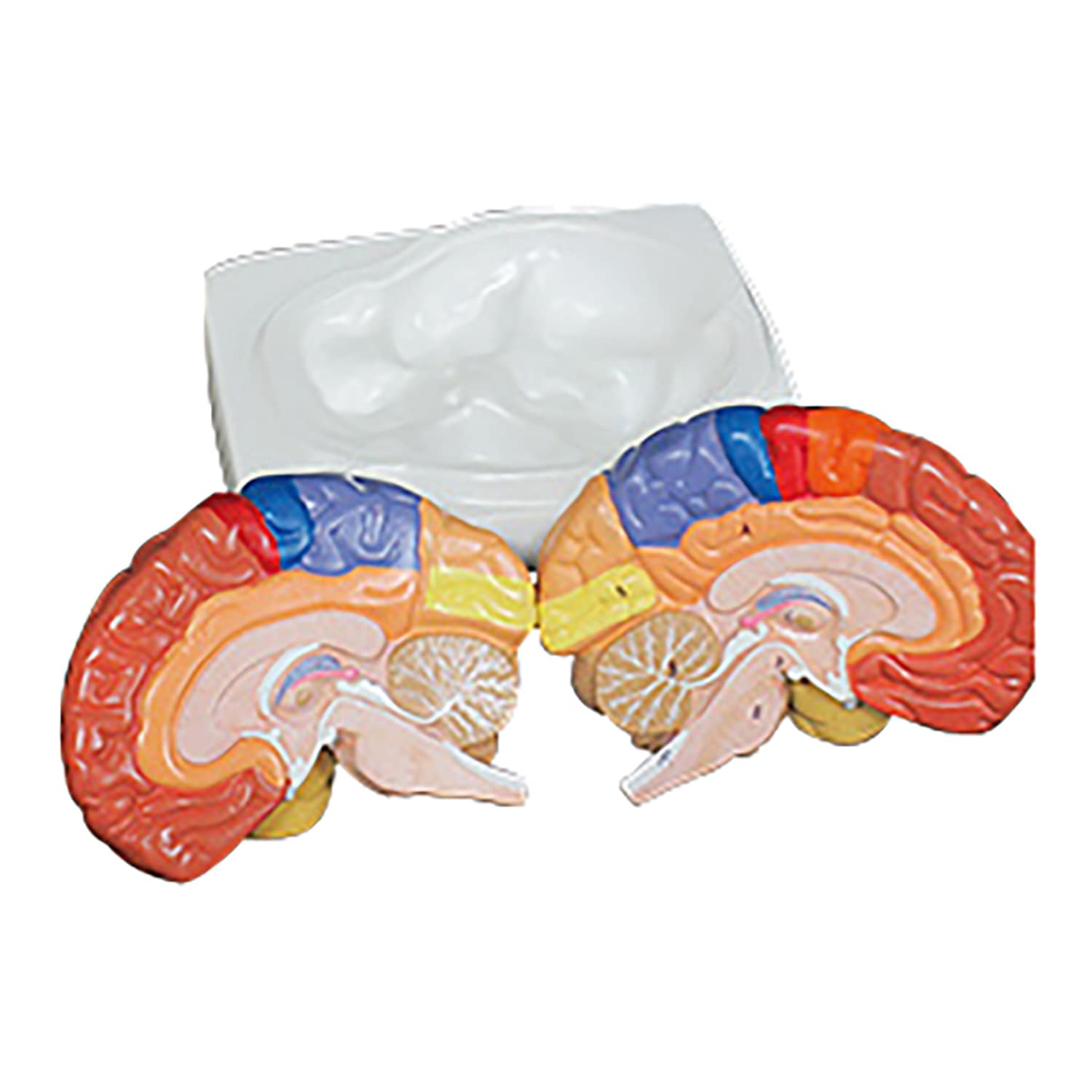 脳実物大 領域解説模型 教材模型 25-5568-00 大阪人体模型センター