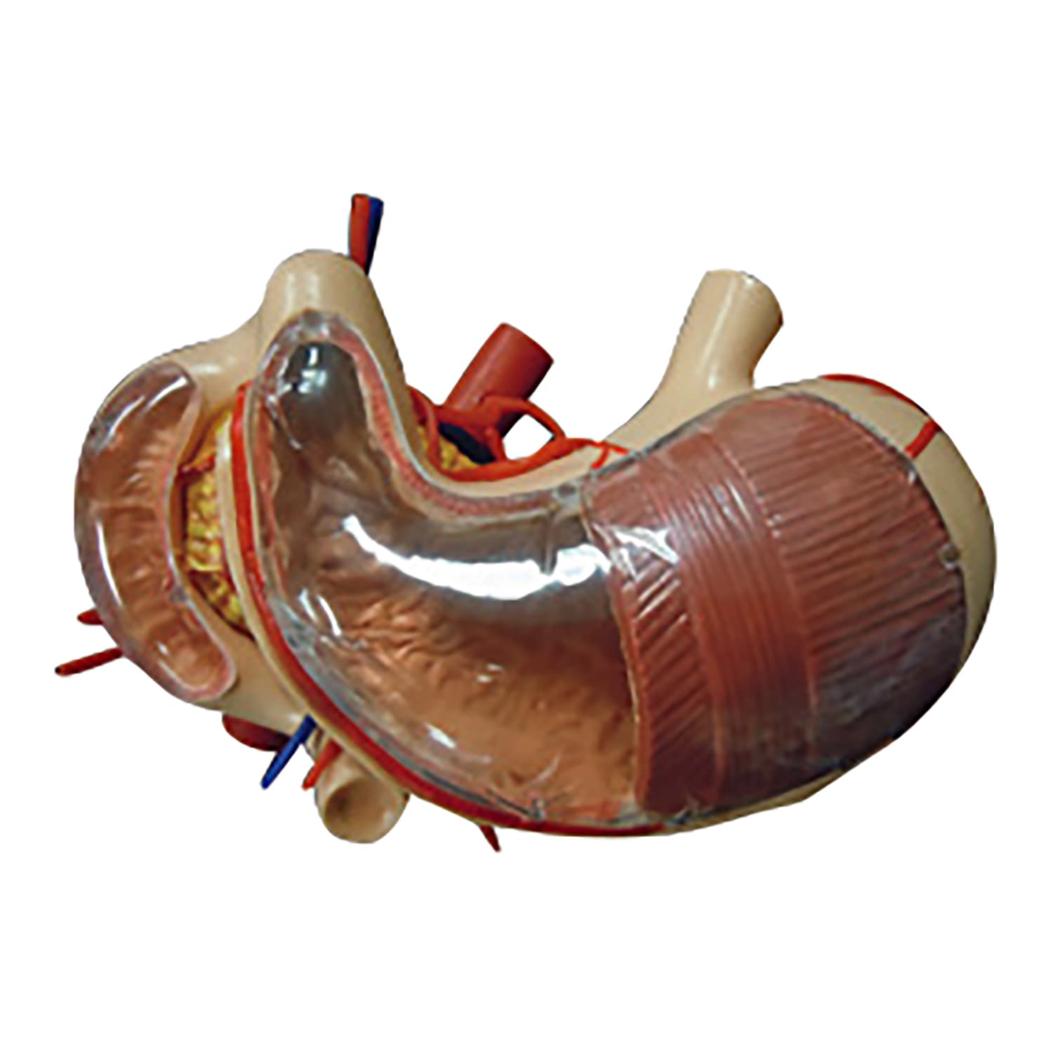 胃・十二指腸・膵臓模型 教材模型 25-5562-00 大阪人体模型センター