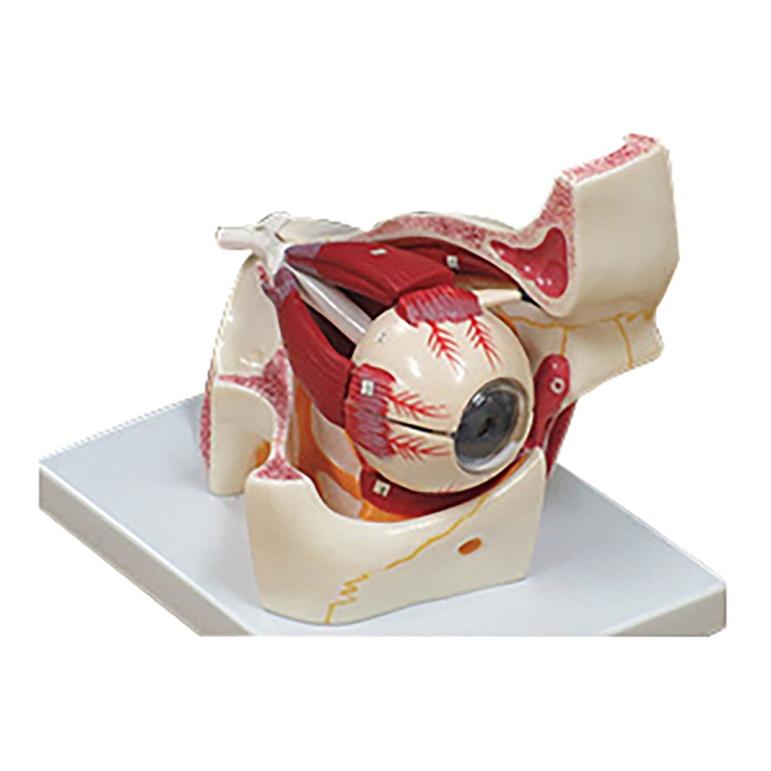 眼球眼窩3倍拡大モデル 教材模型 25-5566-00 大阪人体模型センター
