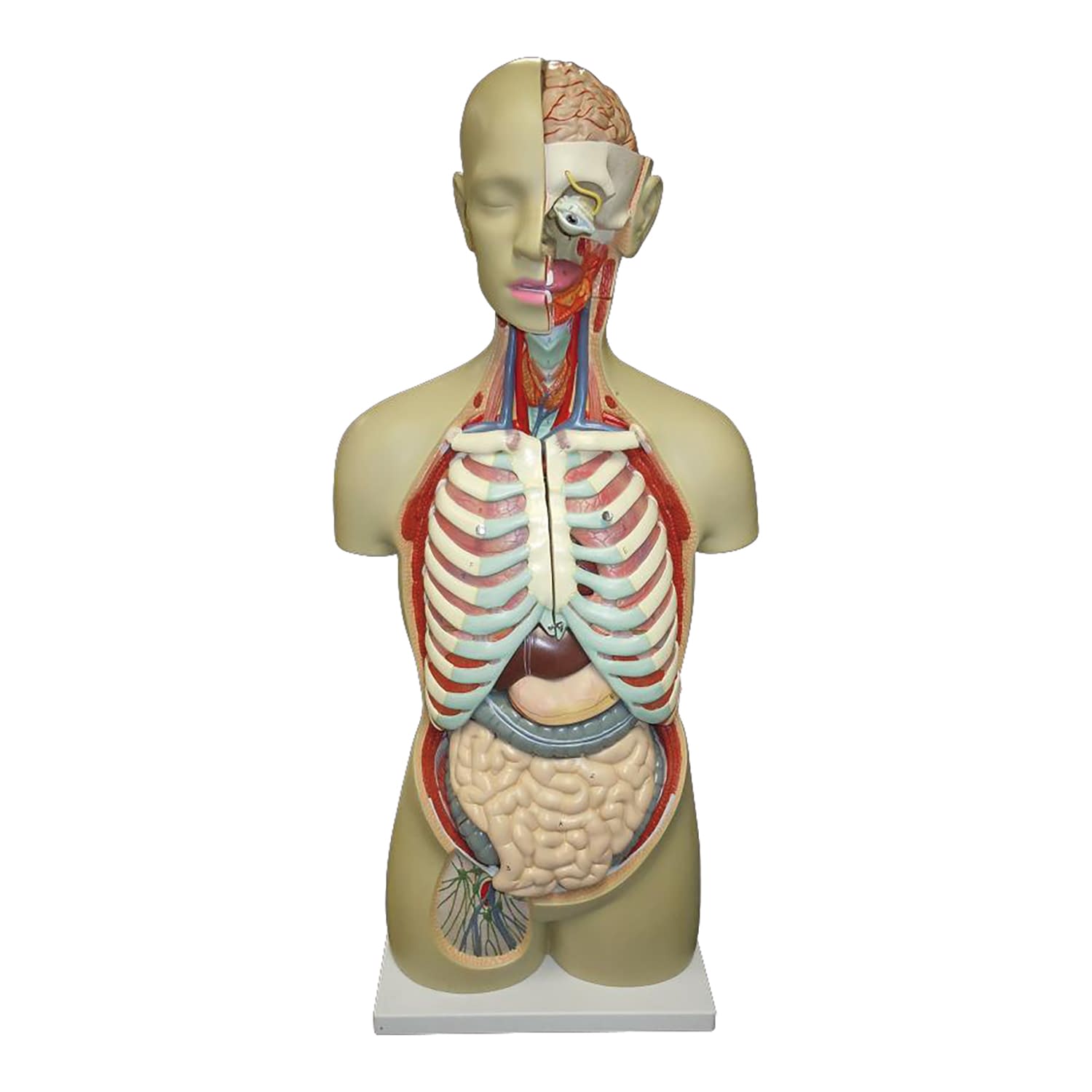 等身大 全身トルソー19分解モデル 教材模型 25-5543-00 大阪人体模型センター アルティメット