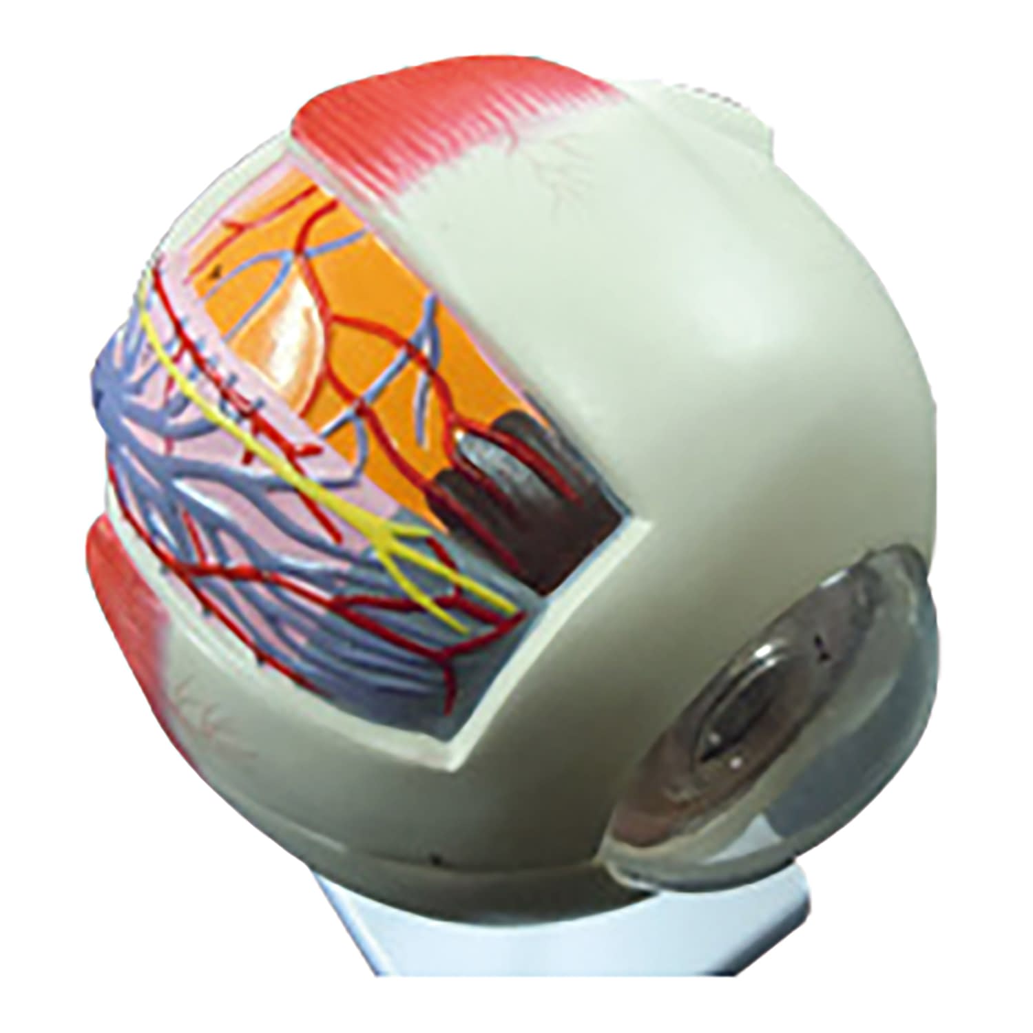 6倍拡大 目(眼球)模型 教材模型 25-5565-00 大阪人体模型センター