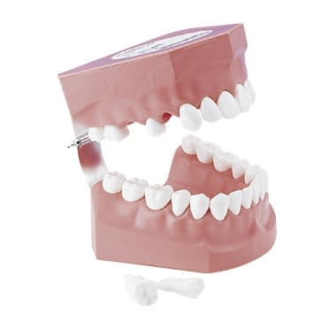 2倍大歯磨き指導用模型(永久歯列) 口腔ケア指導模型 11-2765-00 京都科学 12032-000(NNS3)