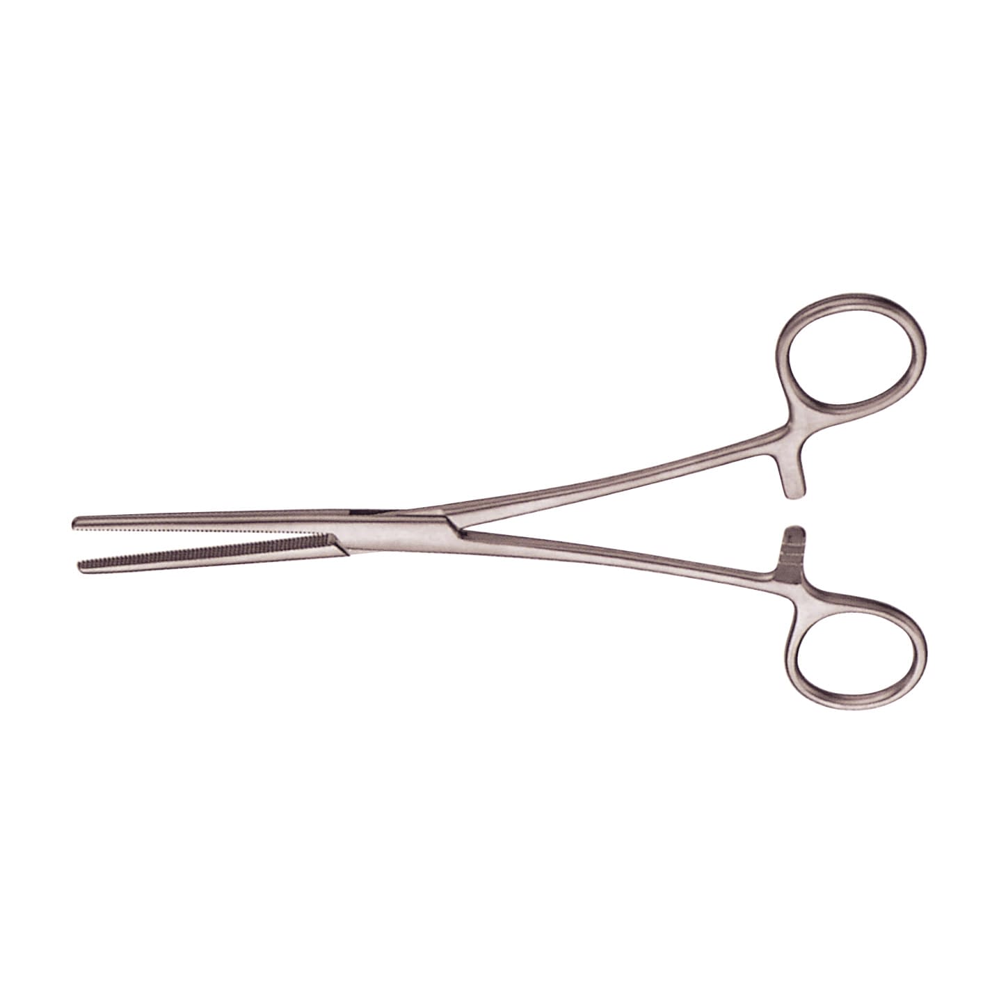 南コンゴ産 ポギーオオツノカナブン 奇形ペア 81mm 63mm くわかぶ