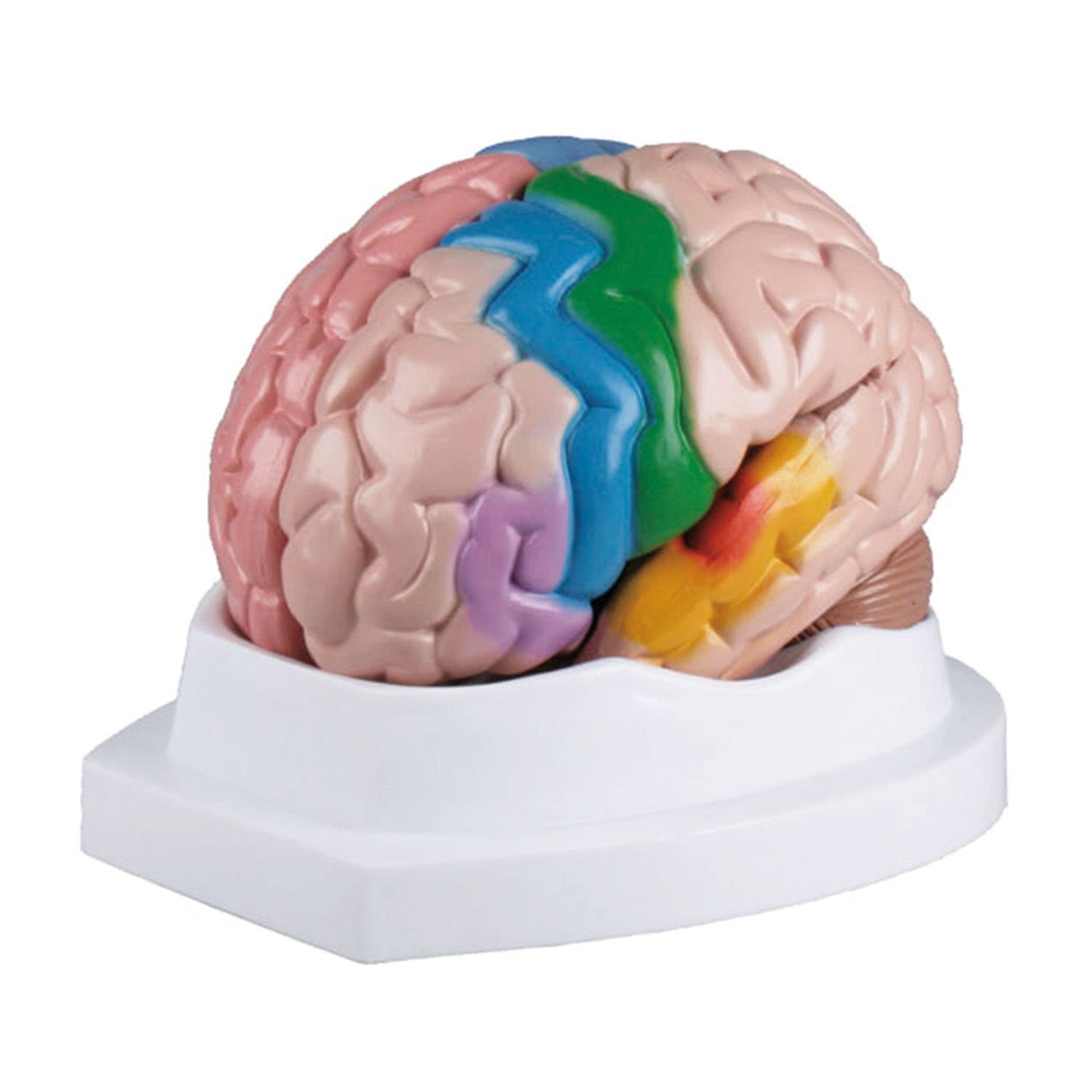 (24-5094-00)脳５分解モデル C222 ﾉｳ5ﾌﾞﾝｶｲﾓﾃﾞﾙ(エルラージーマー社)【1個単位】【2019年カタログ商品】
