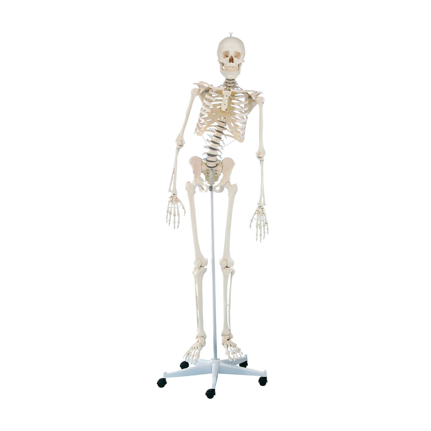 (24-6835-00)脊椎可動式骨格モデル 3014 ｾｷﾂｲｶﾄﾞｳｼｷｺｯｶｸﾓﾃﾞﾙ(エルラージーマー社)【1個単位】【2019年カタログ商品】