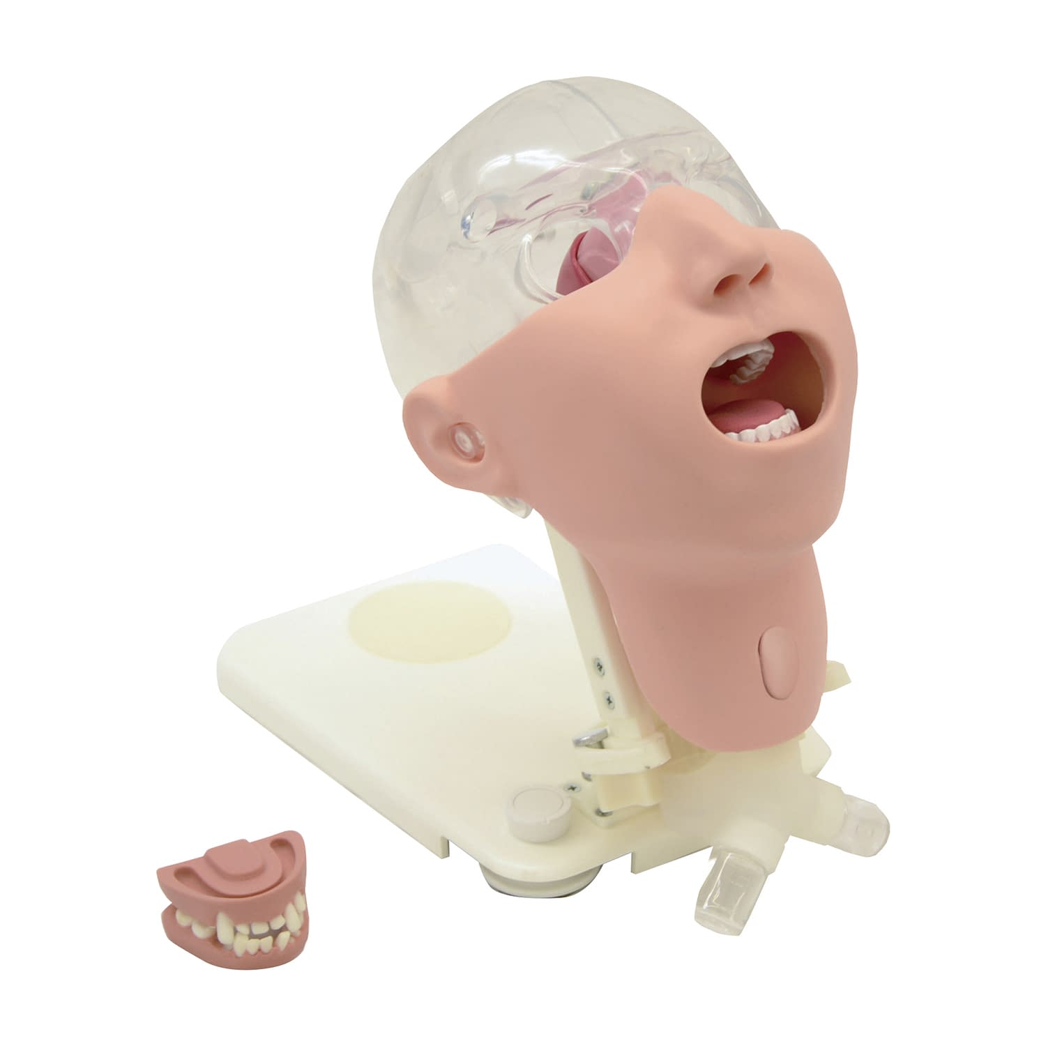 口腔ケアモデル アドバンスド 口腔ケア指導模型 24-6476-00 京都科学 11408-000