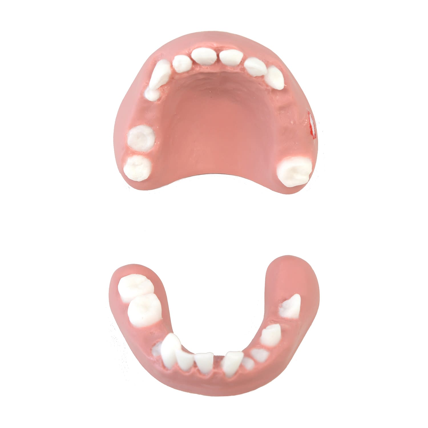 疾患歯(上下1組)アドバンスド用 口腔ケア指導模型 24-6476-12 京都科学 11408-030