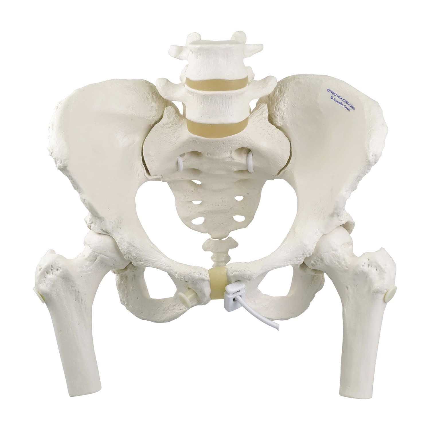 女性骨盤モデル(可動型・大腿骨付) 大腿骨付 25-3004-01 日本スリービー・サイエンティフィック A62/1
